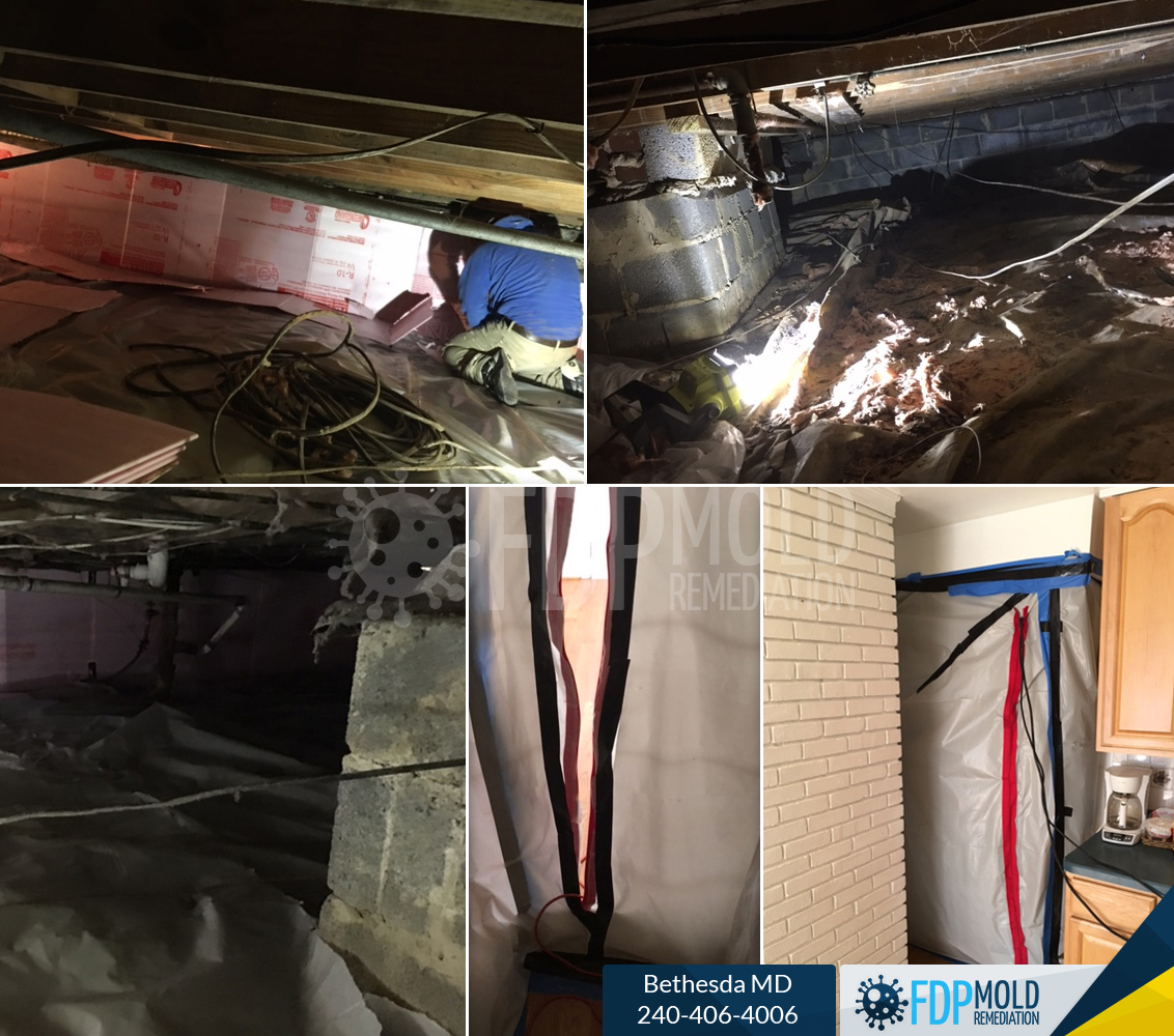 FDP Mold Remediation of Bethesda Image